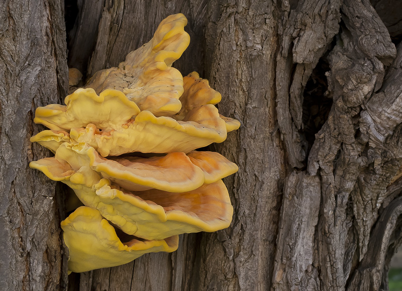 Laetiporus sulphureus